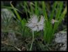 Dianthus Crinitus Ssp. - Yaban Karanfili