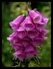 Digitalis purpurea L. - Yksk Otu