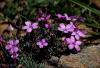 Dianthus Arpadianus - Hsn Yusuf