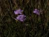 Dianthus erinaceus Boiss var. erinaceus - Spil Da