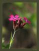 Dianthus - Yabani Karanfil