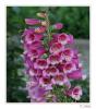 Digitalis Purpurea - Parmak Otu - Mayasl Otu