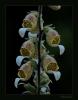 Digitalis Trojana - Kazda'na Endemik