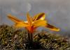 Crocus Gargaricus