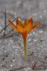 Crocus Gargaricus