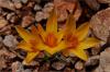 Crocus Chrysanthus X Isauricus -  Doada ki Trden Oluan Melez