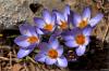 bradi idemi- Crocus Biflorus Subsp. Isauricus - Endemik