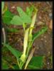 Aristolochia clematitis - Develi Otu