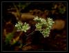 Scleranthus perennis subsp.dichotomus