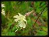 Silene italica (L.) PERS  ( stanbul )