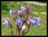 Anchusa azurea ssp. --   Gkmavisi Srdili