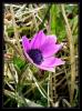 Anemone pavonia LAM.    ( Krklareli )