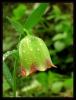 Fritillaria pontica Wahlenb.