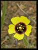 Tuberaria guttata var. guttata