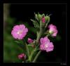 Epilobium hirsutum - Yakotu - ayrgl -Bursa