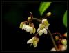 Epimedium pubigerum - Kei Kllah