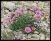 Erigeron Caucasicus  - Kafkas ifaotu