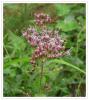 Eupatorium cannabinum - Su Keteni