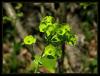 Euphorbia Amygdaloides  - Sütleğen