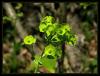 Euphorbia Amygdaloides  - Stleen