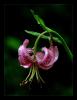 Lilium martagon - Trk Zamba