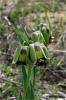 Fritillaria Acmopetala Ssp Wendelboi - Endemik