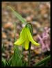 Fritillaria Carica - Endemik