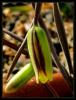 Fritillaria Elwesii  Boiss.