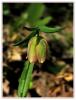 Fritillaria pontica  Wahlenb. - Ters Lale