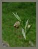 Fritillaria Pontica - Uludağ