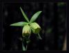 Fritillaria Pontica Wahlenb. - Ters Lale