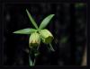 Fritillaria Pontica Wahlenb. - Ters Lale