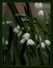 Leucojum Aestivum - Gl Soan