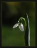 Galanthus Elwesii -Toros Kardeleni