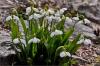 Galanthus Elwesii