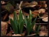 stanbul Kardeleni - Galanthus plicatus ssp. Byzantinus - Endemik