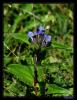 Gentiana Cruciata L. - apraz entiyan (Kastamonu )