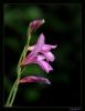 Gladiolus Anatolicus - Anadolu Glayl