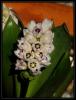 Hyacinthella acutiloba - Endemik
