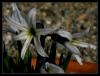 Hyacinthus Orientalis L. Subsp. Chionophilus Wendelbo