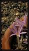 Colchicum Baytopiorum