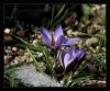 Crocus Sp.