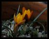 Crocus Sp.