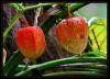 Physalis Alkekenge - Gvey Feneri