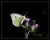 Pieris brassicae - Byk Beyazmelek