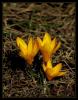 Crocus ancyrensis  - Ankara idemi ( Ilgaz Da )