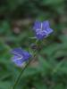 Campanula persicifolia