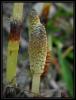 Equisetum arvense L. - At Kuyruu