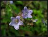 Campanula lyrata