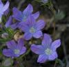 Campanula propinqua Fisch & Mey